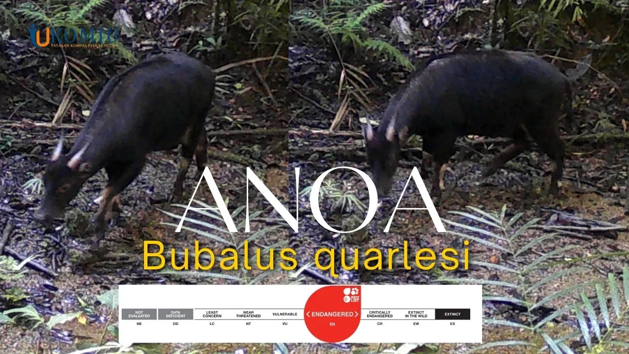 Kondisi Anoa Gunung (Bubalus quarlesi) Pada DAS Labuan Kabupaten Donggala